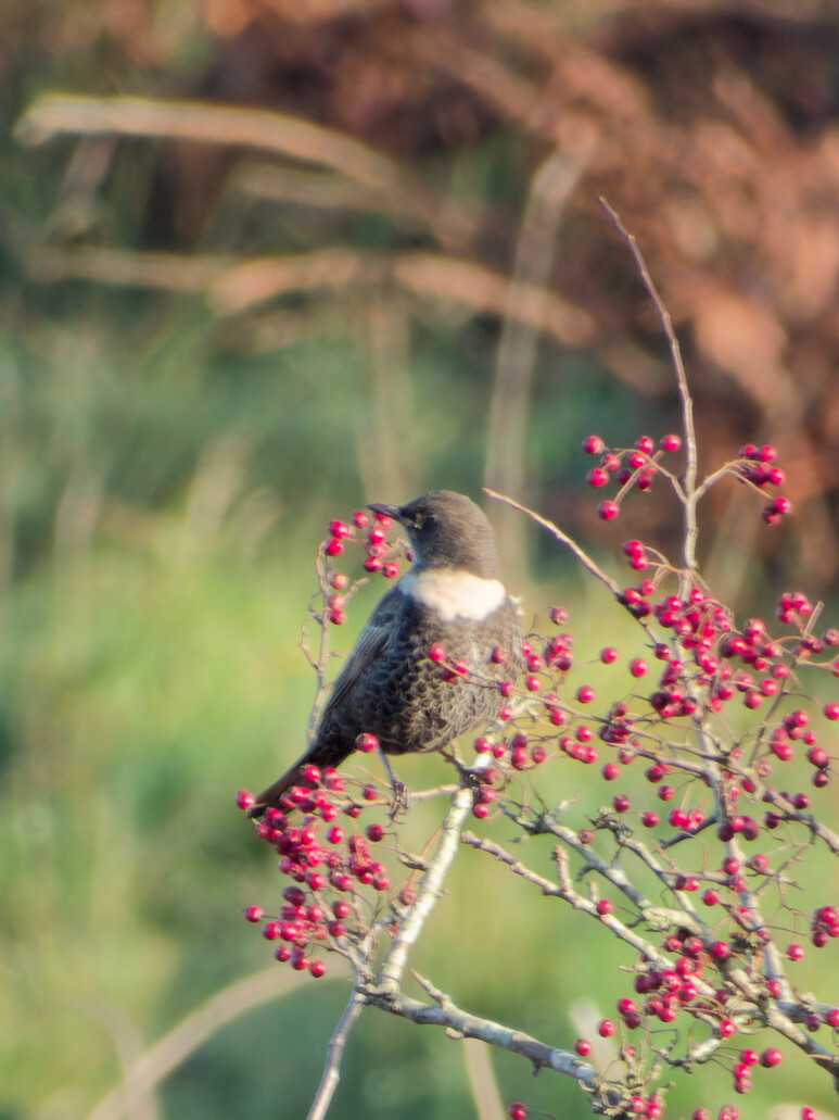 Photo of Ring Ouzel